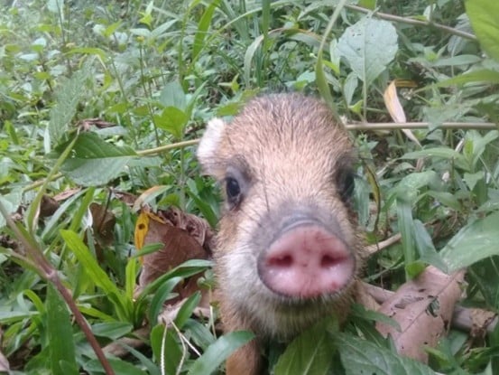 Imagem18_queixada_José Adriano