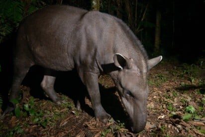 Imagem35_Luciano Candisani