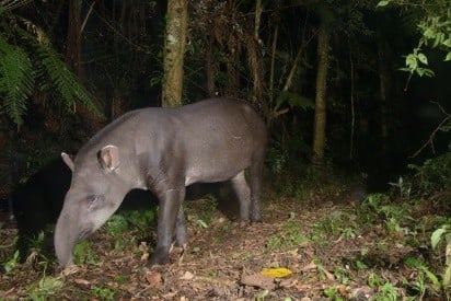 Imagem36_Luciano Candisani