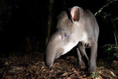 Imagem37_Luciano Candisani