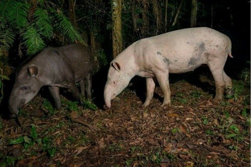 Imagem39_Luciano Candisani