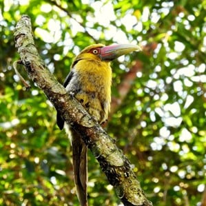 Imagem47_araçari-banana