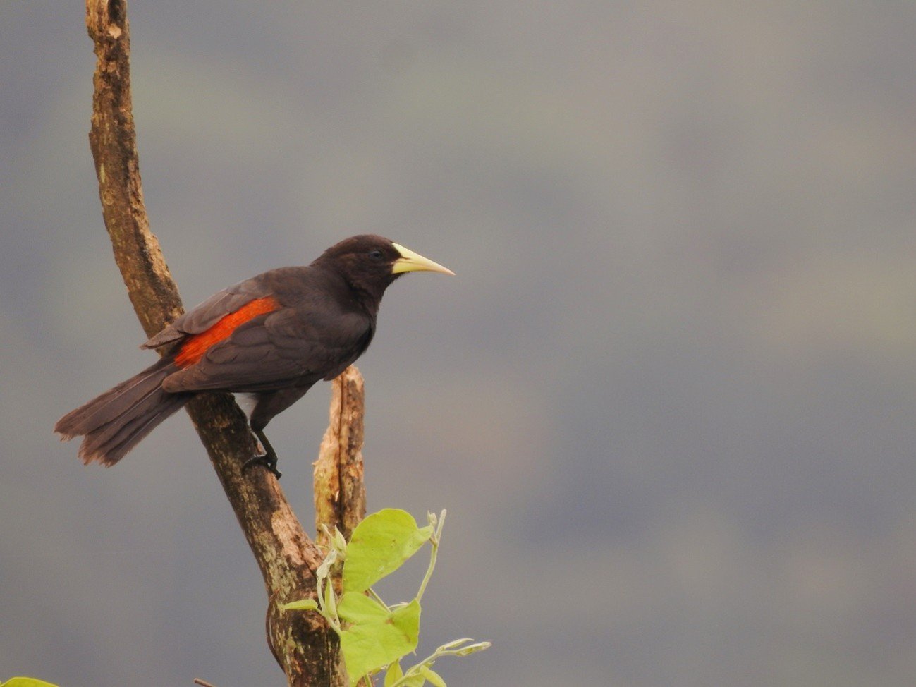 Imagem40_guaxe_Cacicus haemorrhous