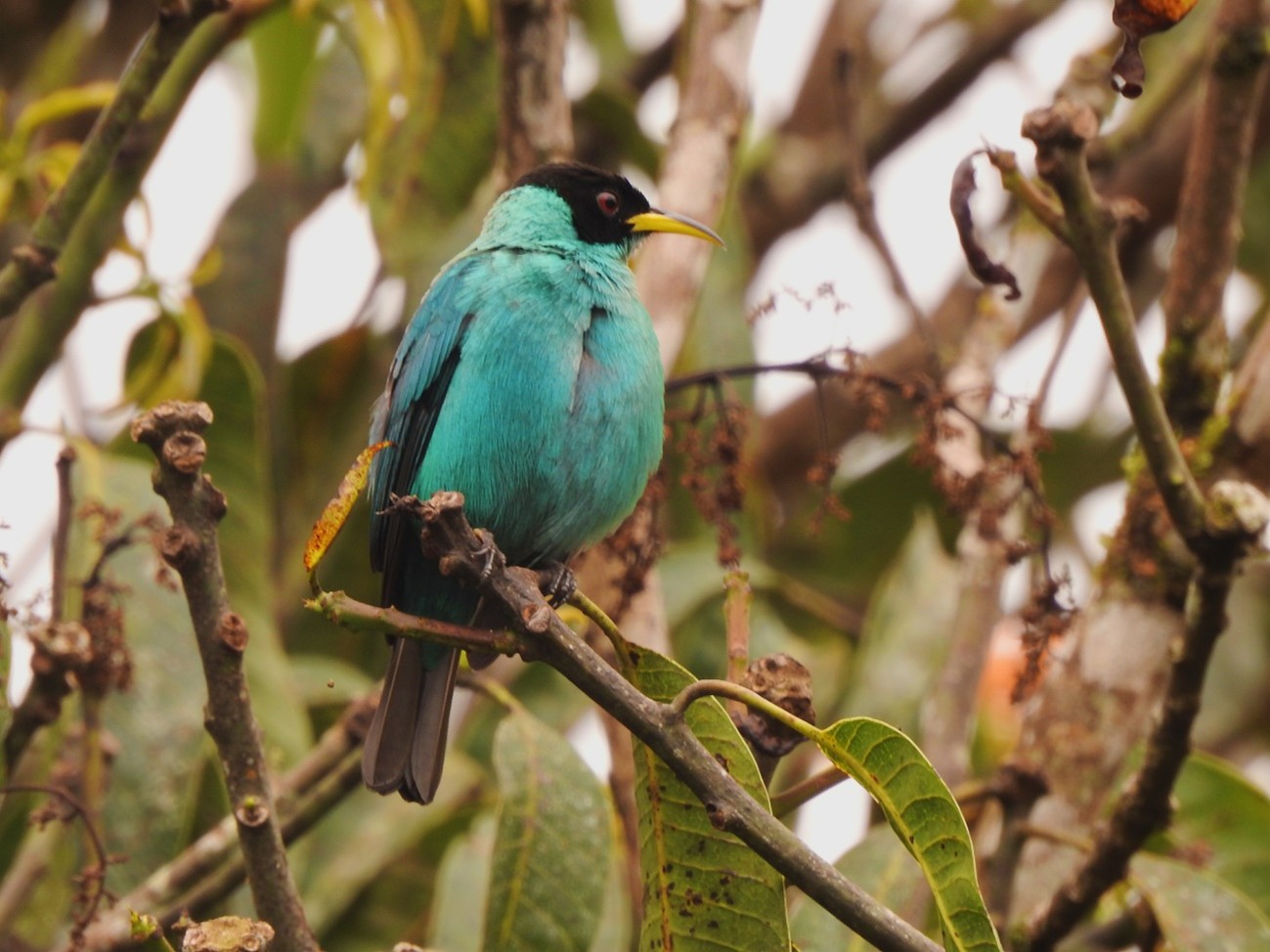 Imagem41_saí-verde_Chlorophanes spiza