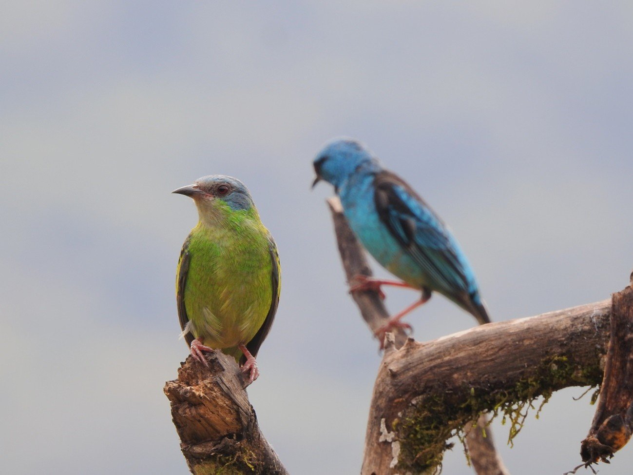 Imagem42_saí_azul_fêmea_à frente e saí_azul_macho_ao fundo