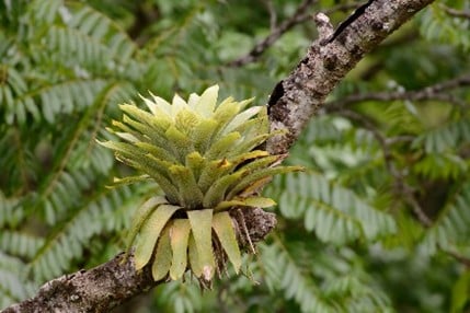 Imagem19_Luciano Candisani