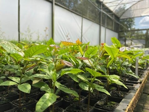 Imagem22_Laila Rebecca