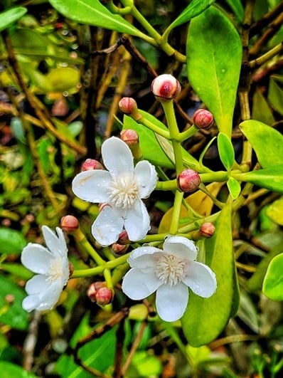 Imagem1_Clusia criuva_Rafael Mahn Iori