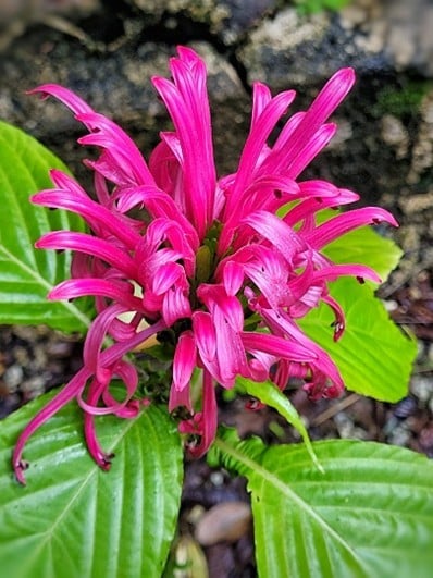 Imagem2_Justicia carnea_Rafael Mahn Iori