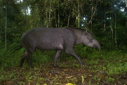 Imagem29_anta (Tapirus terrestris)_Luciano Candisani