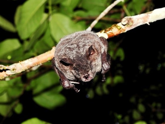 Imagem1_Miguel Flores