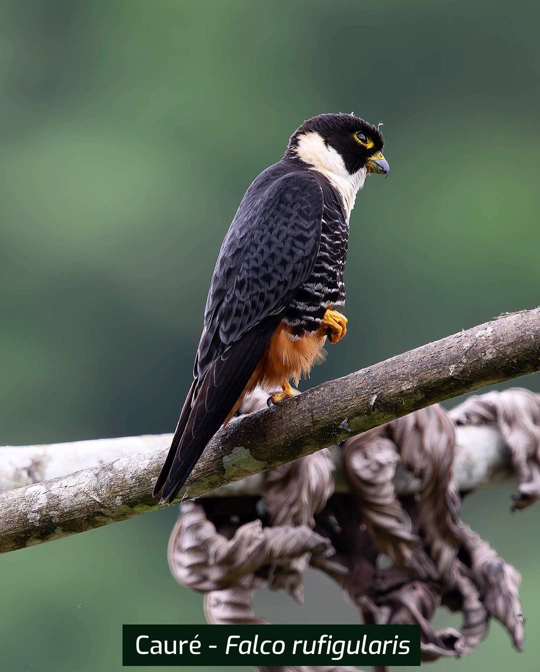 Caure-Falco-rufigularis (1)