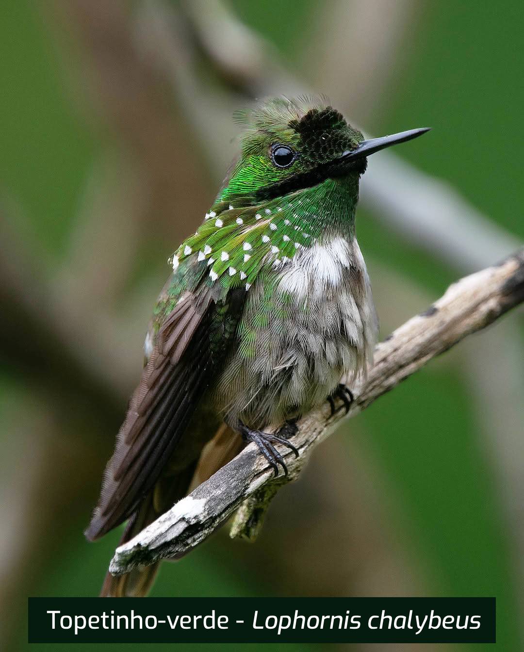 Topetinho-verde-Lophornis-chalybeus (1)