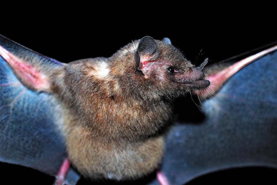 Foto de Prof. Dr Vlamir José Rocha