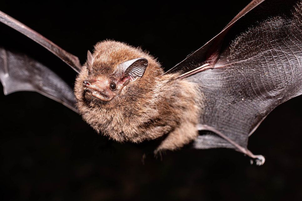 Foto de Prof. Dr Vlamir José Rocha
