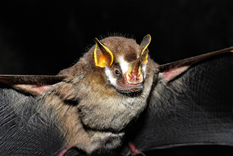 Foto de Prof. Dr Vlamir José Rocha