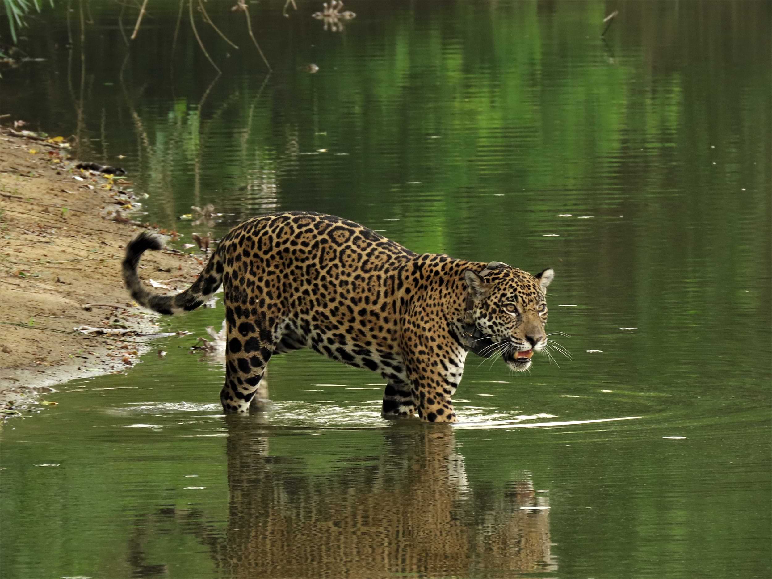 Gaia_Stephanie Simioni_27-10-2019 1