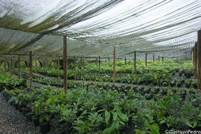 Imagem26_Gustavo Pedro