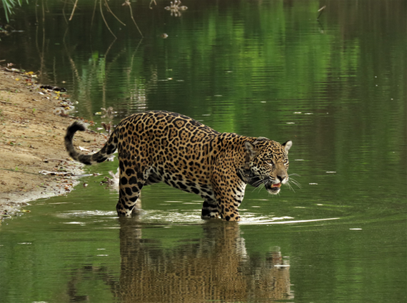 Imagem45_Stephanie Simioni