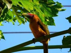 Imagem8_araçari-banana