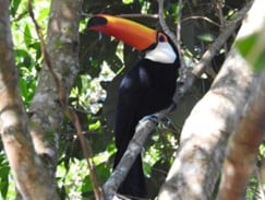 Imagem9_tucano-toco