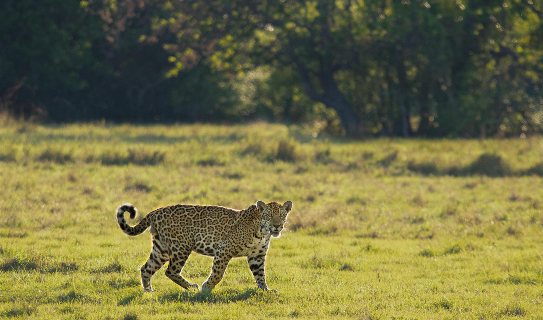 onça-pintada_Edu Fragoso