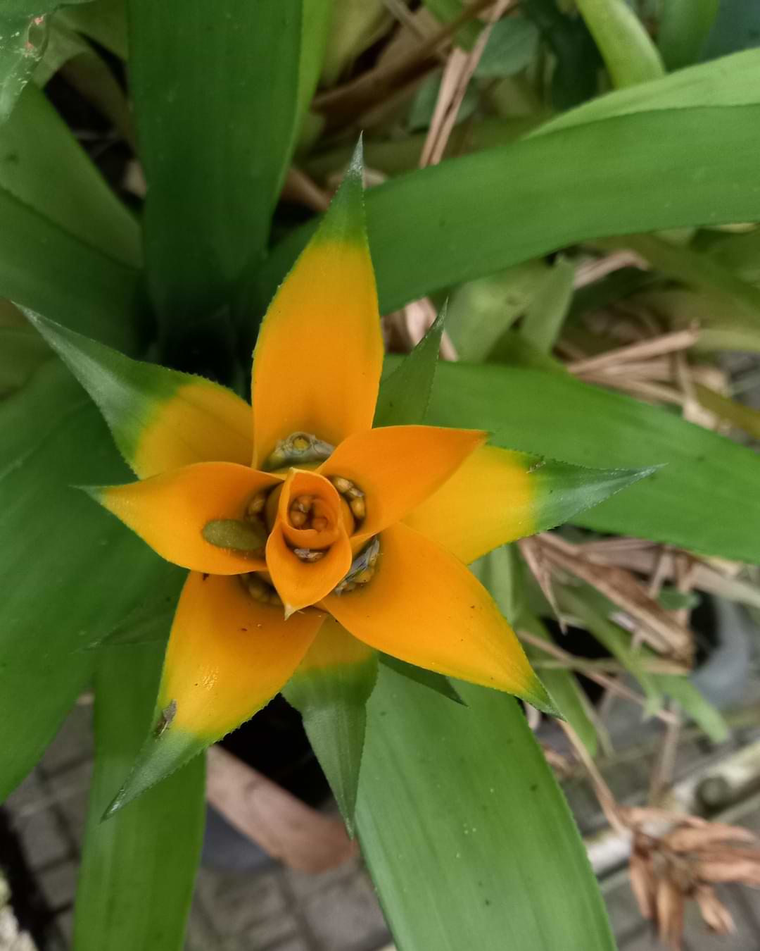 Canistropsis billbergioides | Foto: Bianca Matinata