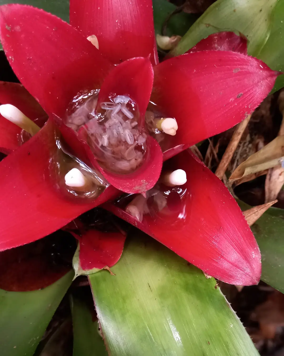 Nidularium rutilans | Foto: Bianca Matinata