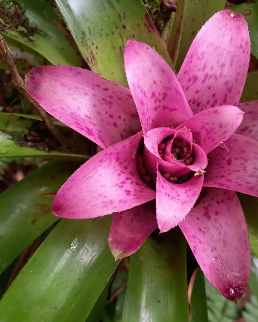 Nidularium innocentii | Foto: Bianca Matinata