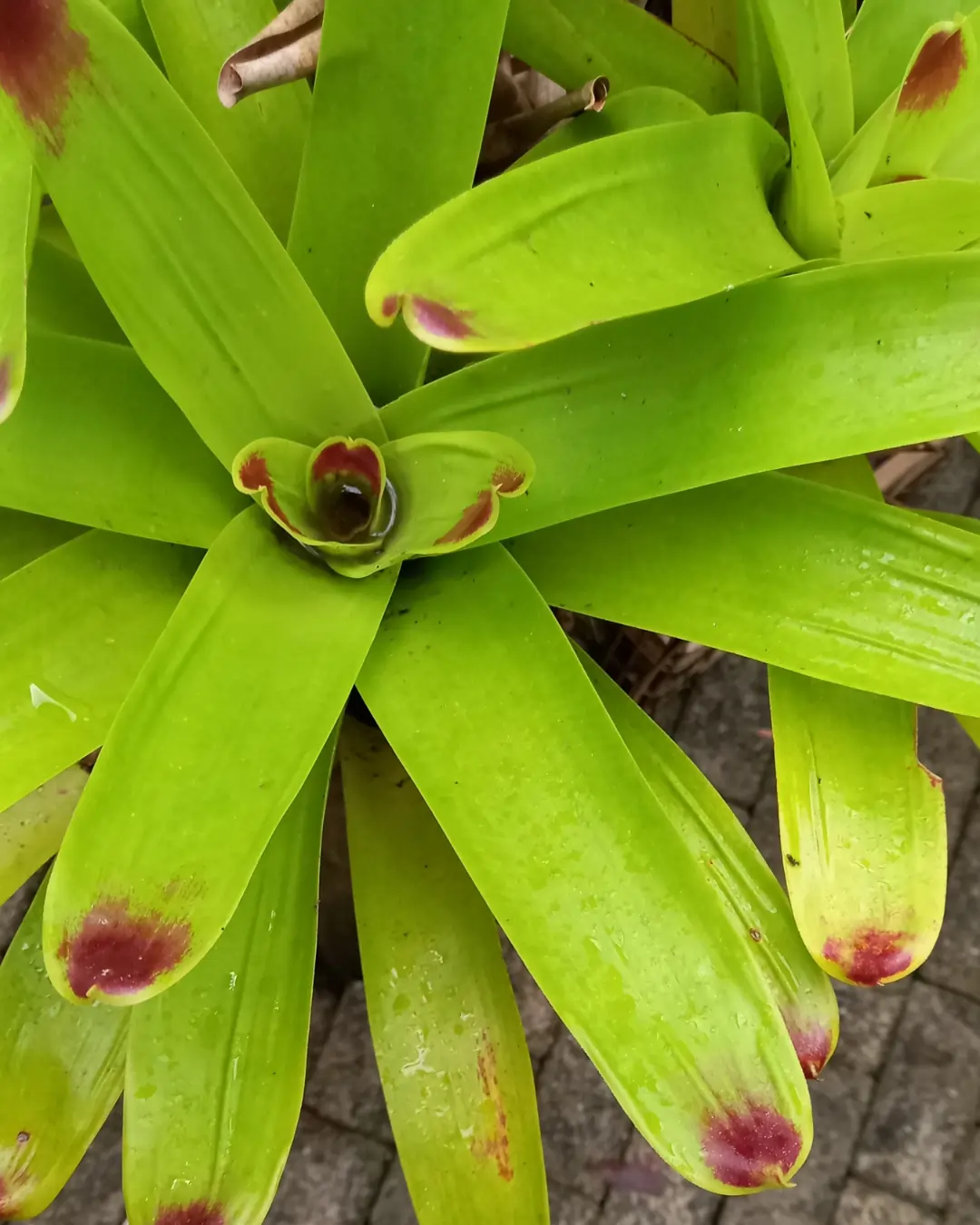 Vriesea sp. | Foto: Bianca Matinata