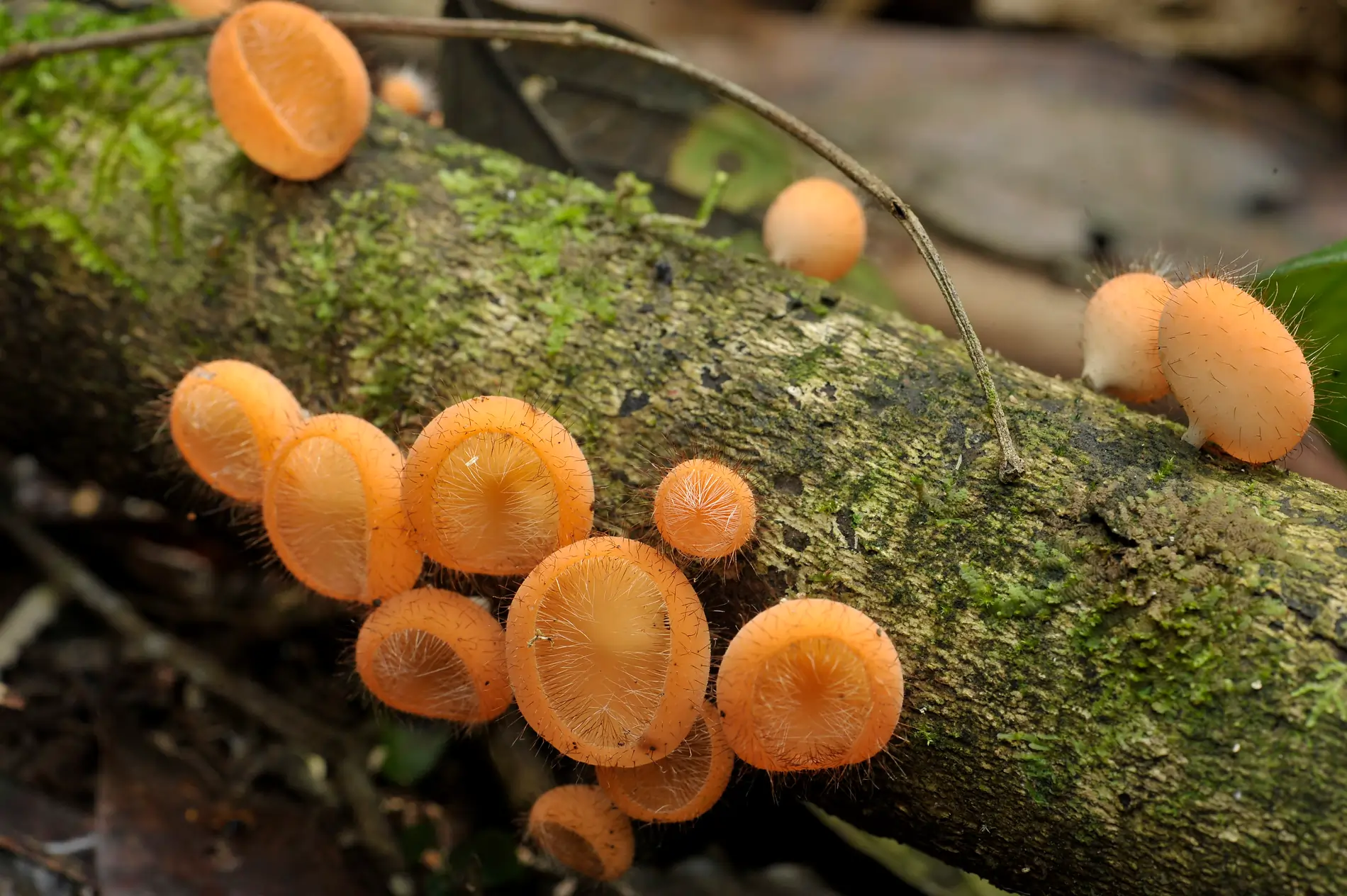 Foto Luciano Candisani