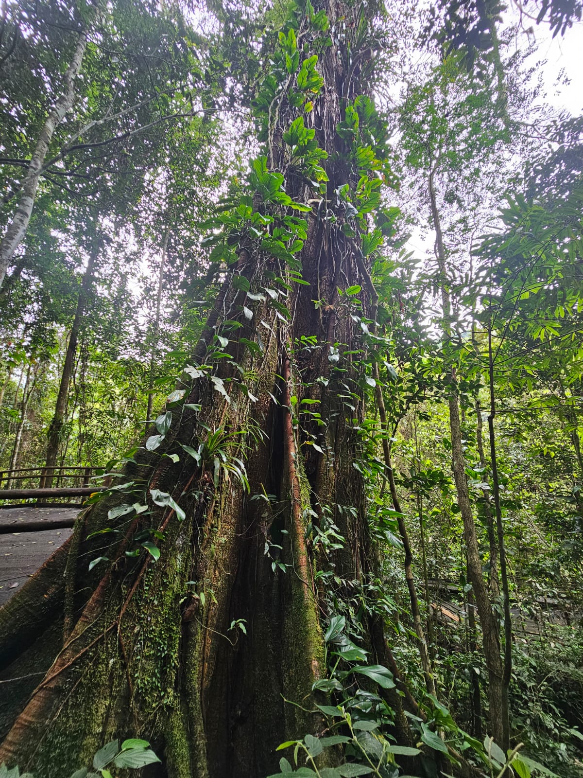 Foto: Alessandro Correa